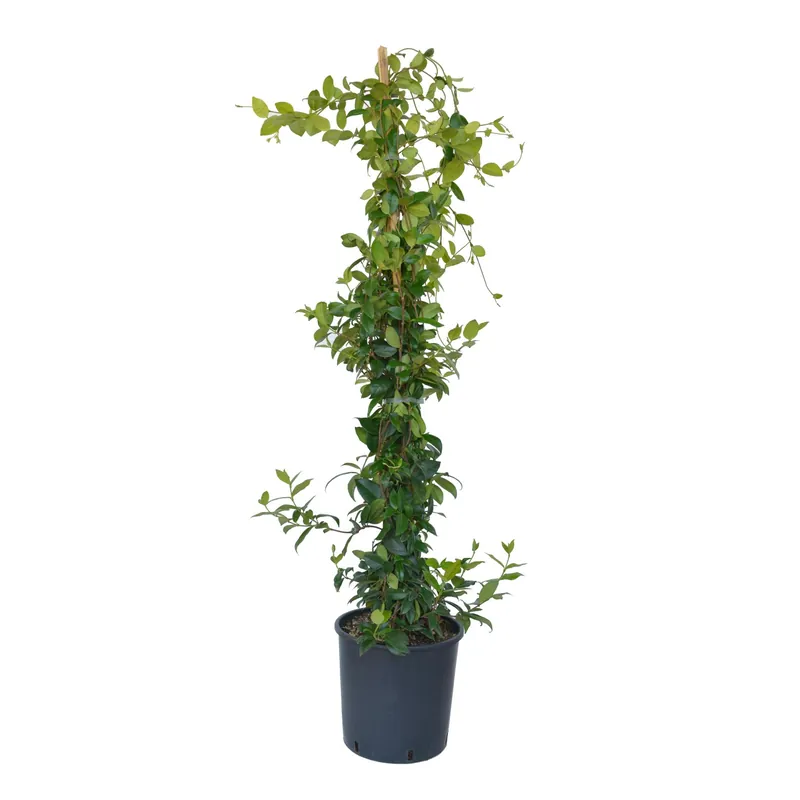 Trachelospermum jasminoides Falso Gelsomino Beperkt Aanbod