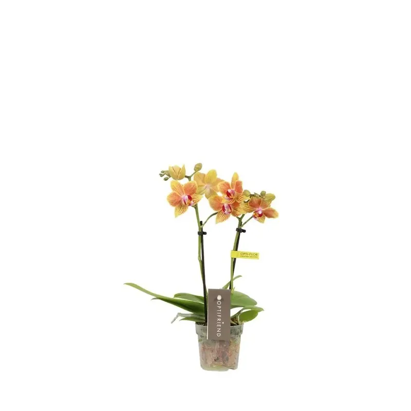 Orchidea Phalaenopsis mini indy 2 rami vaso Ø7cm Hoge Kwaliteit