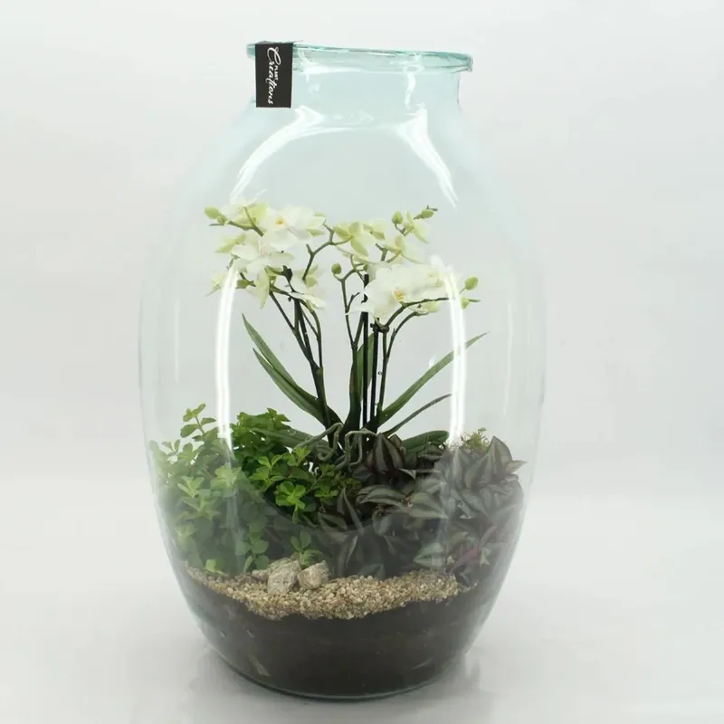 Composizione Orchidea Phalaenopsis vaso Ø36cm Dagaanbieding