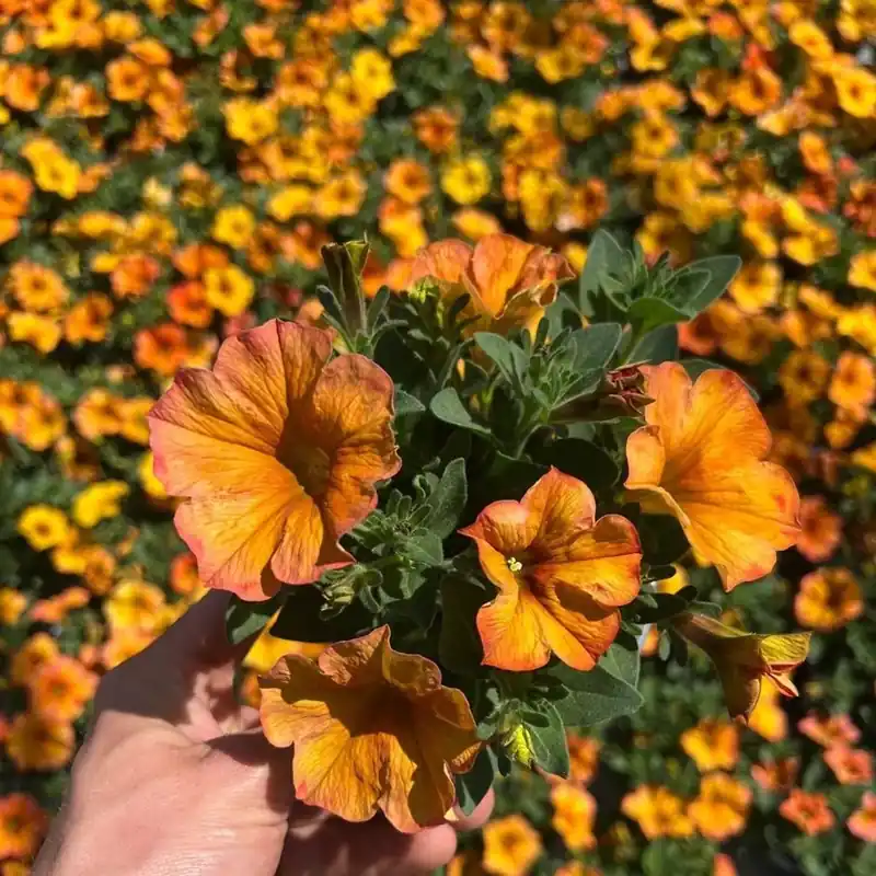 Speciale Aanbieding Petchoa BeautiCal vaso Ø10,5cm