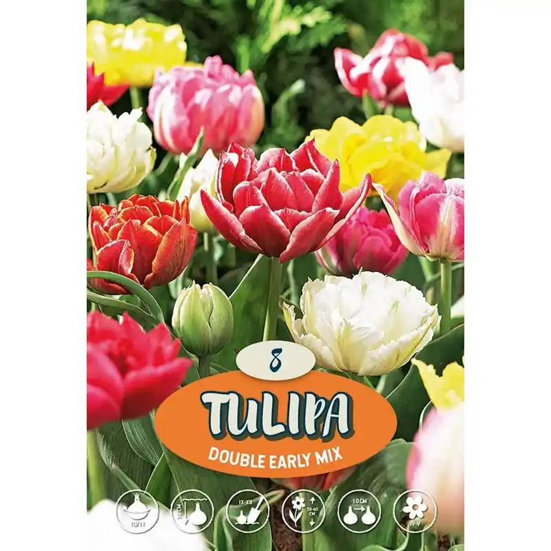 Tulipano Doppio Misto Rechtstreeks Van De Fabrikant