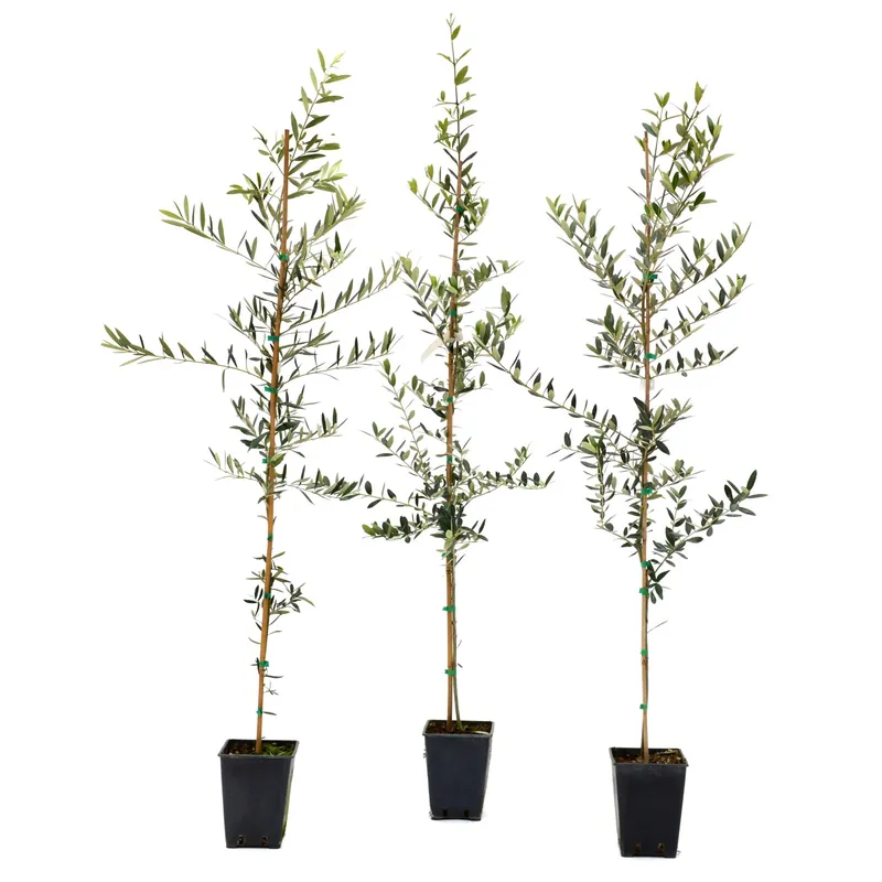 Olea europaea "Frantoio" astone Seizoensaanbieding