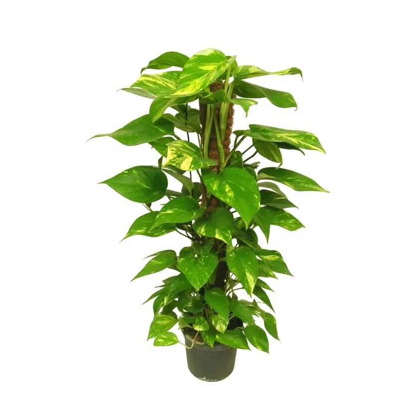 Dagaanbieding Pothos con tutore H 100 cm