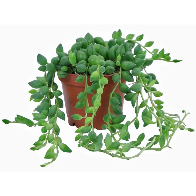Merkproduct Senecio rowleyanus con vaso Ø 6 cm