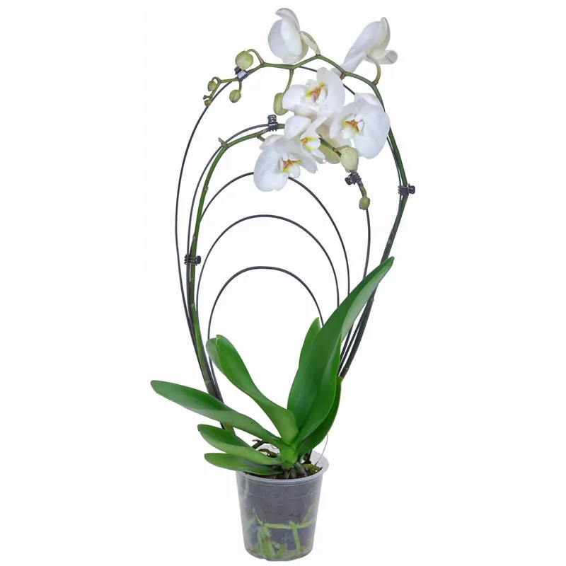 Orchidea Phalaenopsis Rainbow 2 steli bianco Seizoensaanbieding