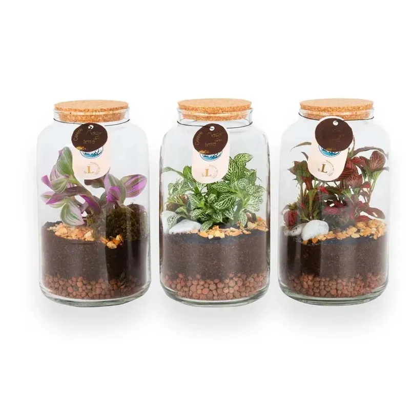 Seizoensaanbieding Composizione Terrarium capsula piccola
