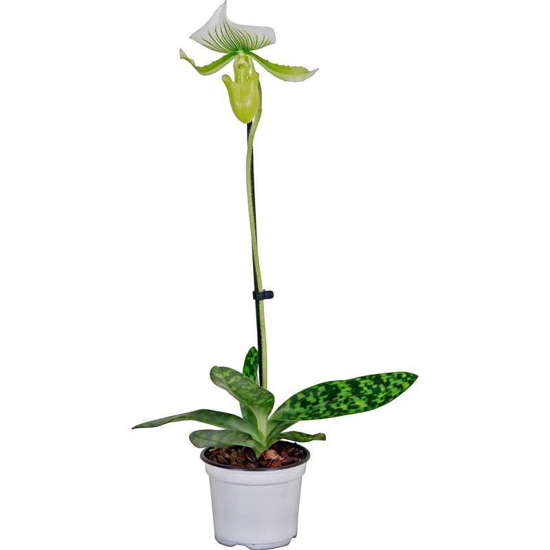 Pantofola di Venere 1 stelo Maudiae Femma in vaso Ø 12 cm Voordeelprijs