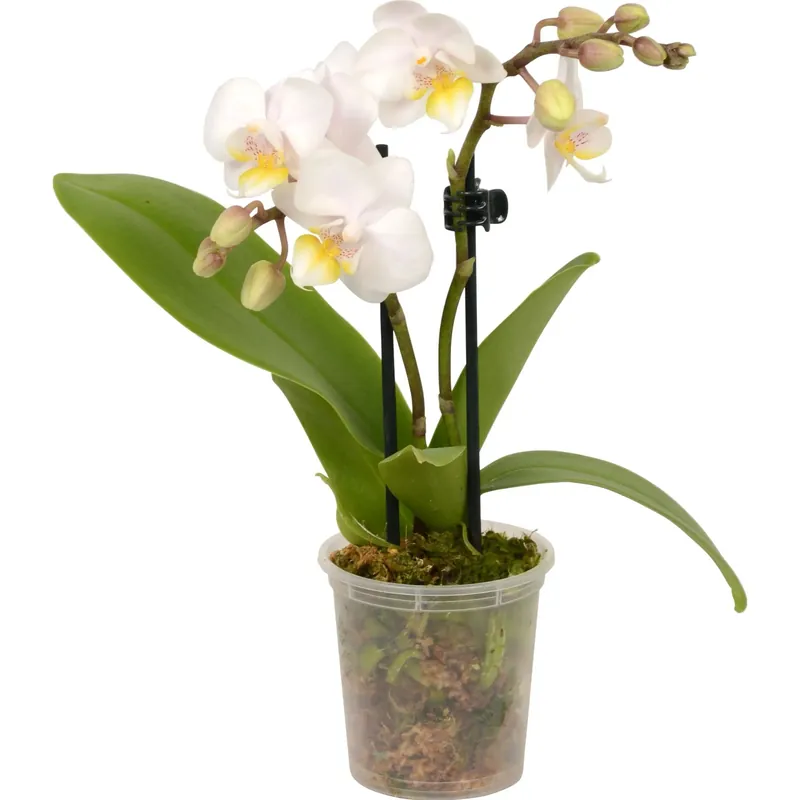 Orchidea Phalaenopsis mini 2 steli bianco vaso Ø 6 cm Koopje