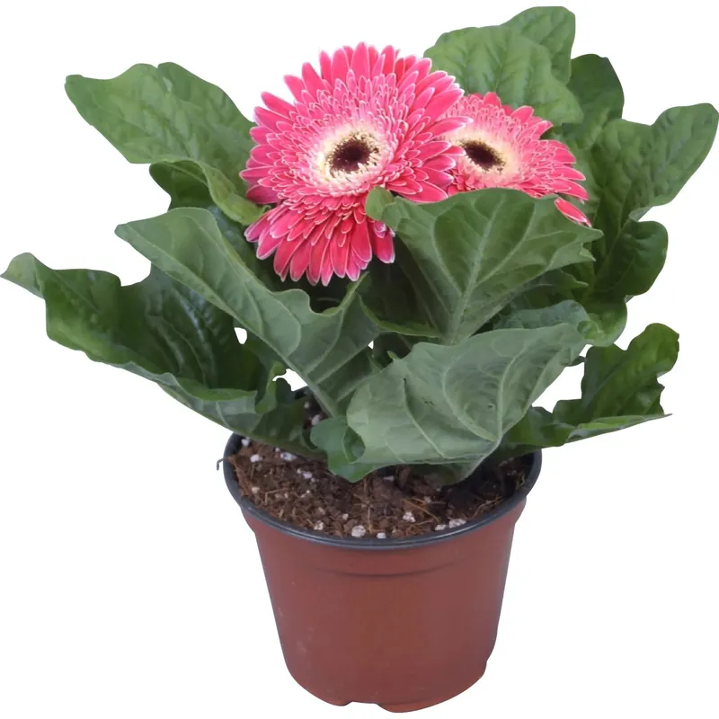 Gerbera rosa in vaso Ø 12 cm Hete Deal