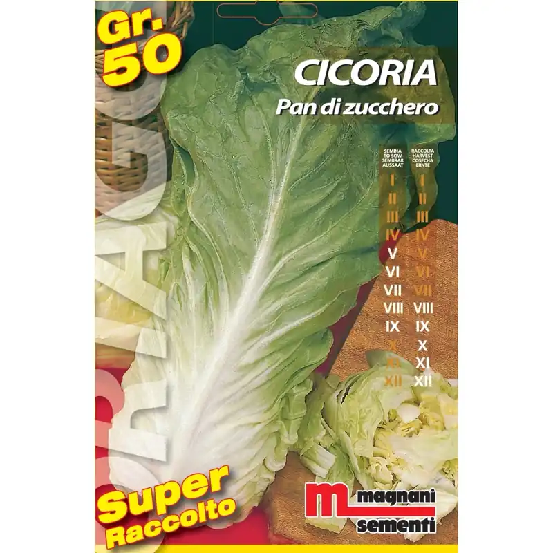 Semi orto big Cicoria pan di zucchero 50 g Betaalbaar