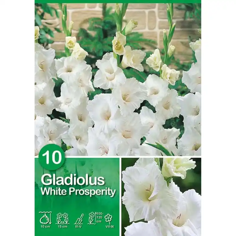 Gereduceerde Prijs Gladiolo "White Prosperity"
