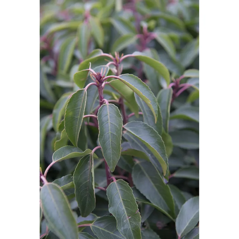 Prunus lusitanica "Angustifolia" cespuglio h cm 30/40 Op = Op