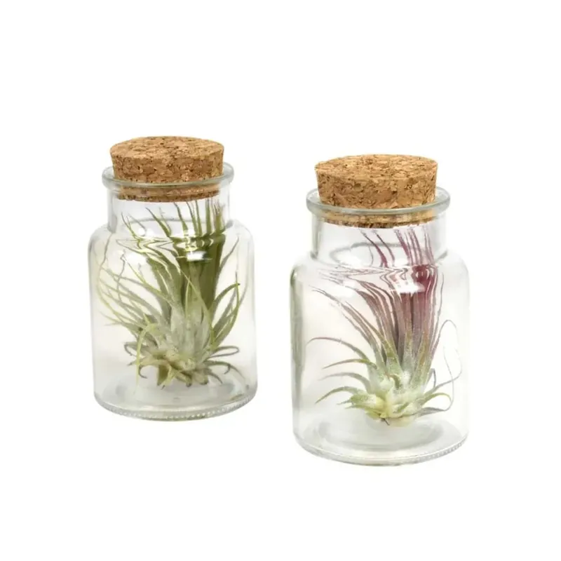 Speciale Aanbieding Tillandsia vaso Vetro Medium V12 cm