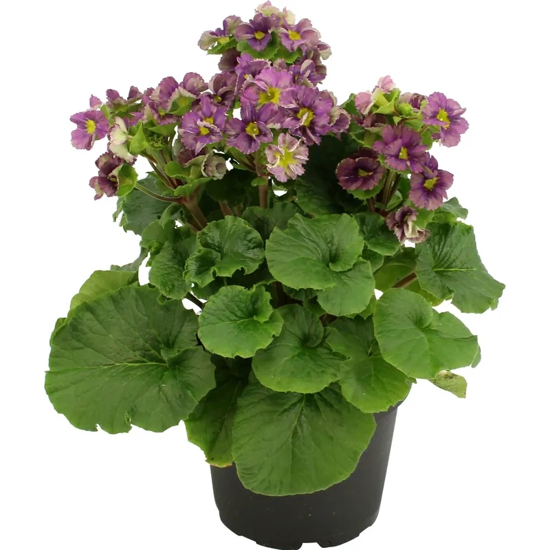 Primula obconica Pricanto Blue Ø vaso 12 cm Lage Prijs