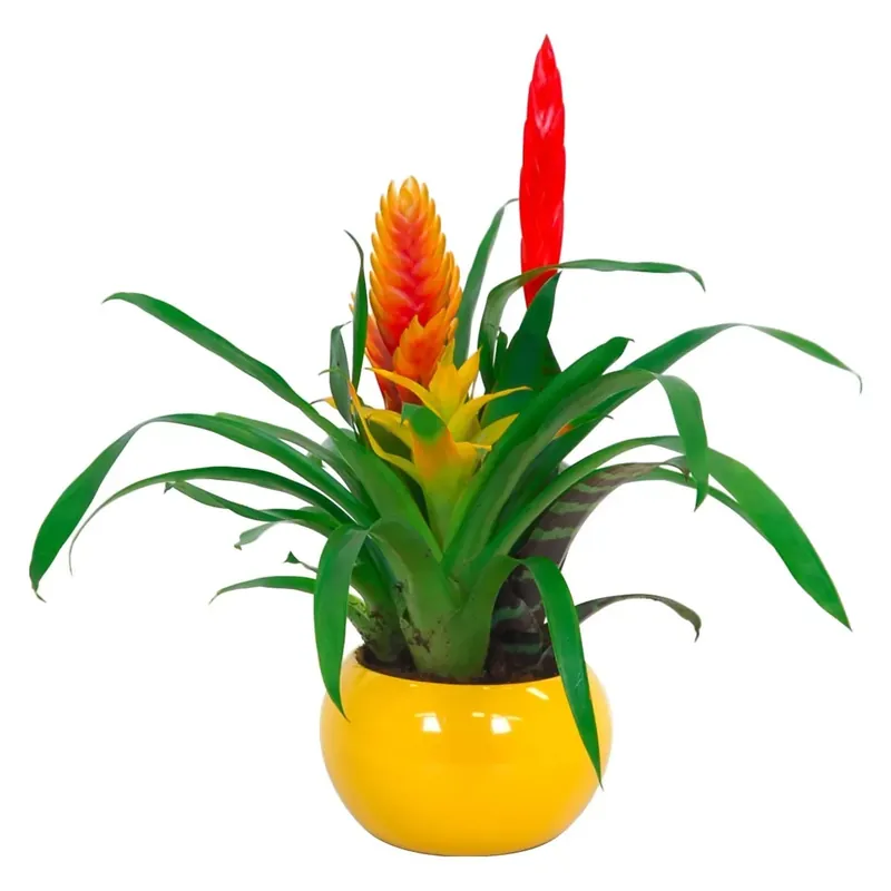 Flitsaanbieding Bromelia Arrangement vaso Ø 15 cm