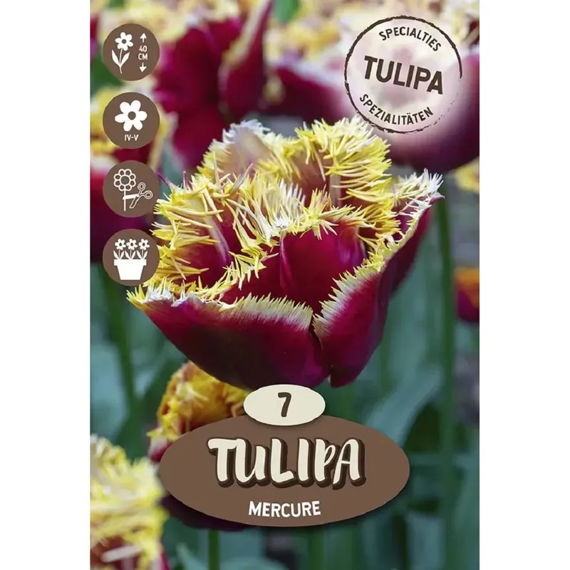 Actieprijs Bulbo Tulipano Mercure 7 pz
