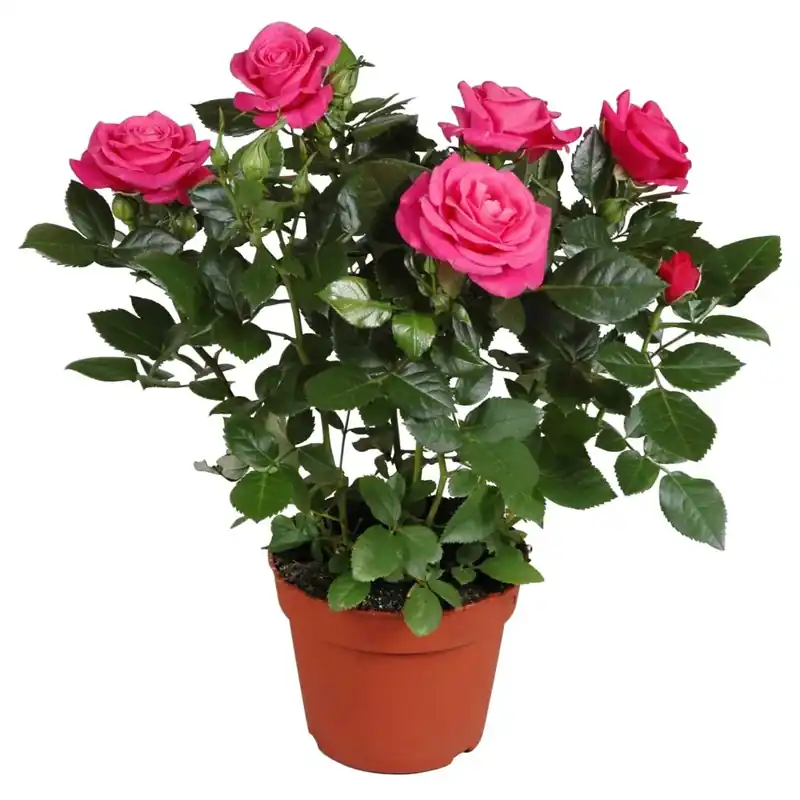 Rosa rosa scuro vaso Ø ca. 13 cm Actieprijs