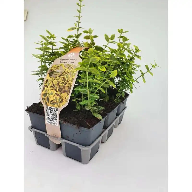 Euonymus Emerald N Gold confezione vaso 9 cm Nieuw