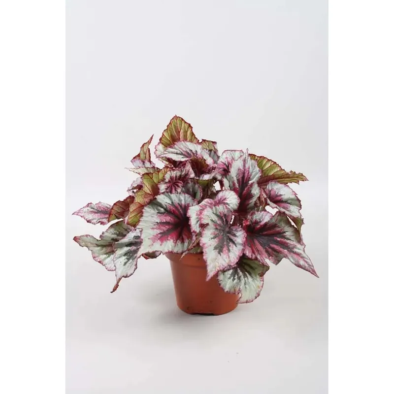 Goedkoop Begonia Venosa vaso 12 cm