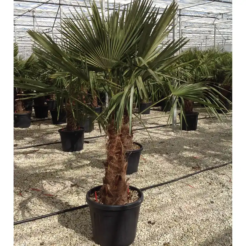 Palma nana Chamaerops Trachycarpus fortunei h 90 cm Bestel Nu