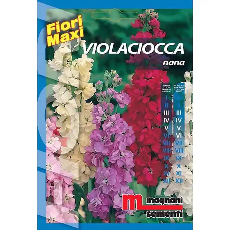 Semi fiori Violaciocca nana Dagaanbieding
