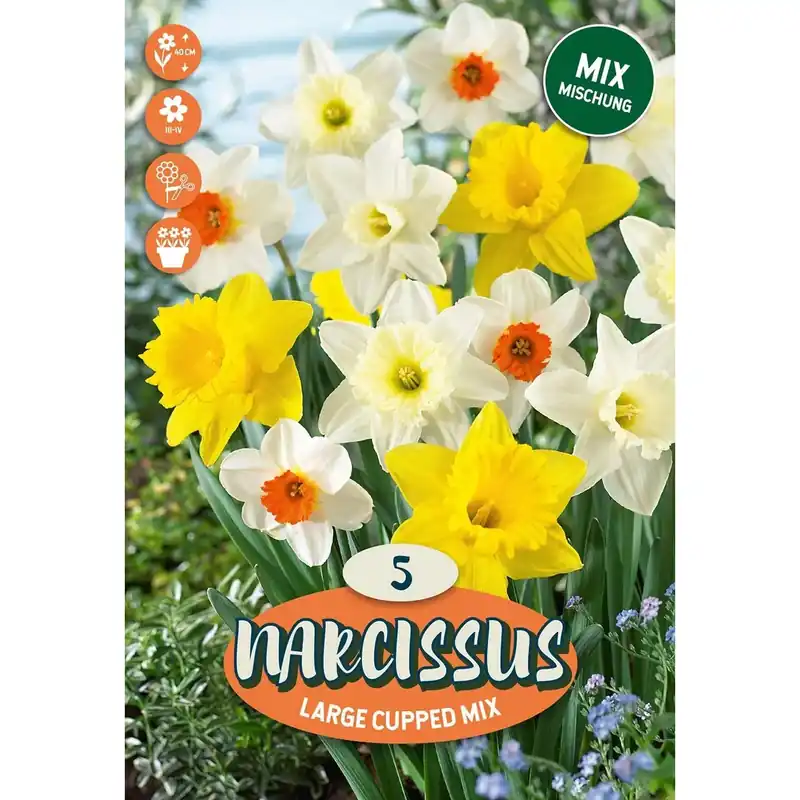 Narciso fiore a corona grande mix massima H 35 cm Speciale Aanbieding