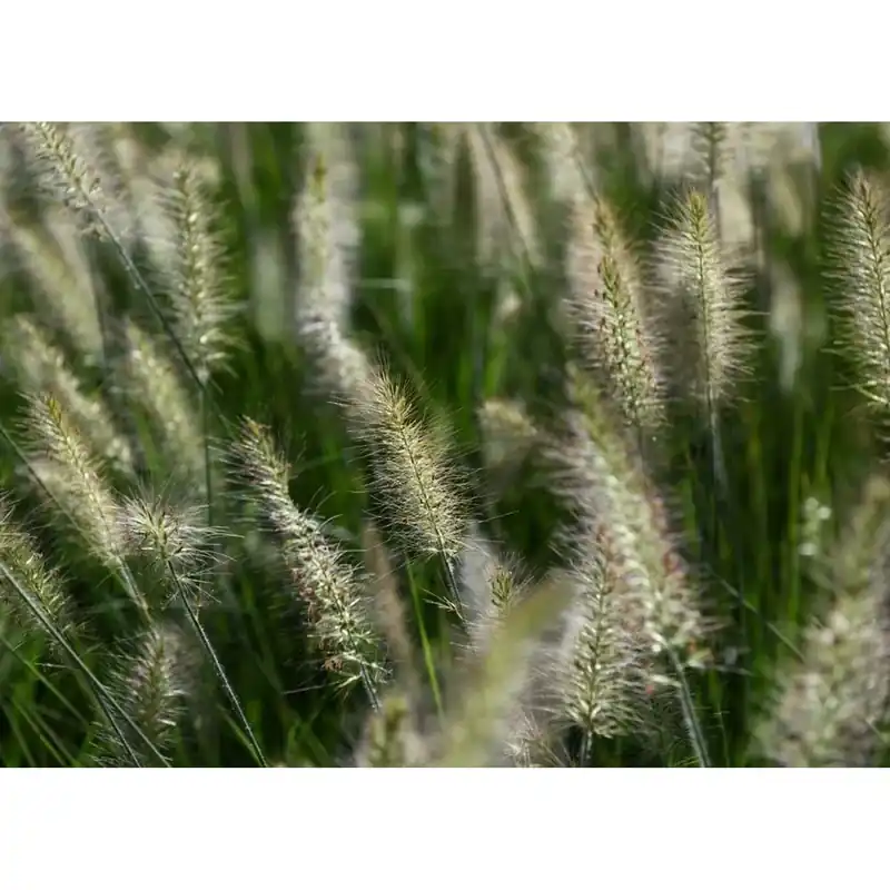 Premium Pennisetum in varietà