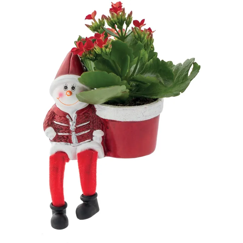 Kalanchoe/Euphorbia con vaso decorato Must-Have