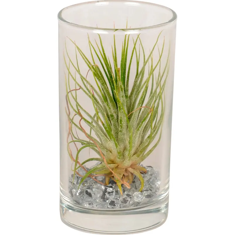 Tillandsia in vaso di vetro alto Ø 10 cm Weekendaanbieding