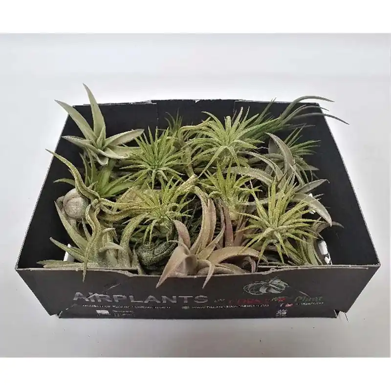Express Levering Tillandsia mix vaso 5 cm