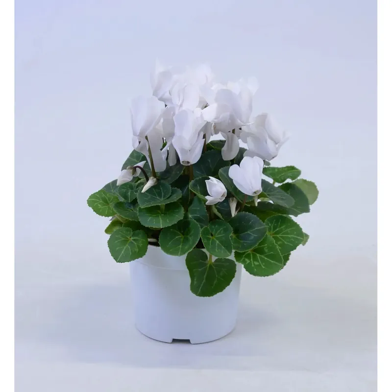Laatste Kans Ciclamino Persicum Midi a fiori grandi bianco vaso Ø 12 cm
