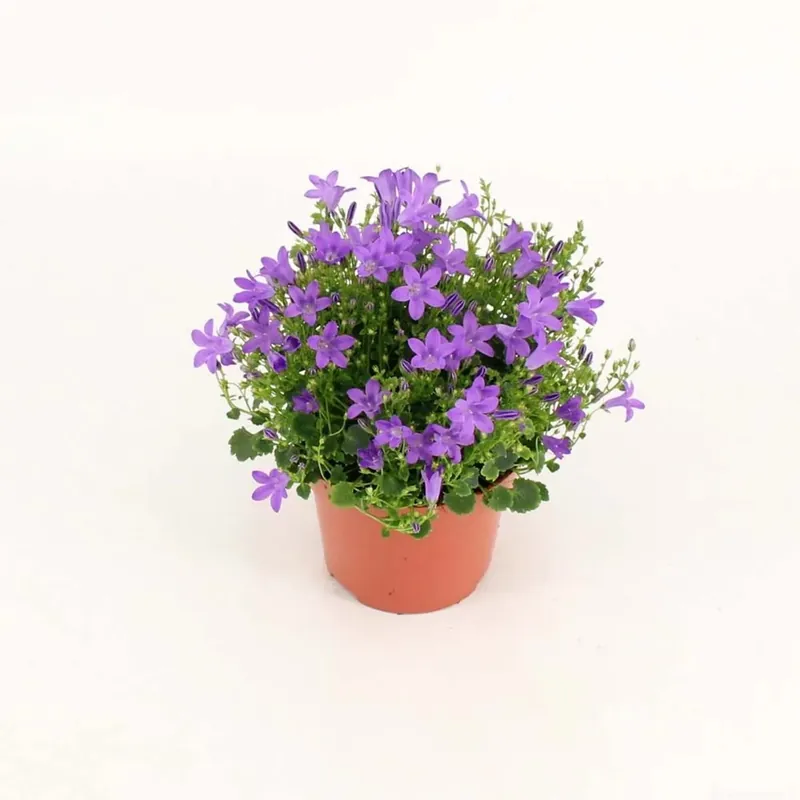 Campanula Addenda Adansa Blue vaso 12 cm Favoriet