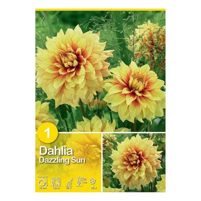 Koop Vandaag Dalia "Dazzling Sun"