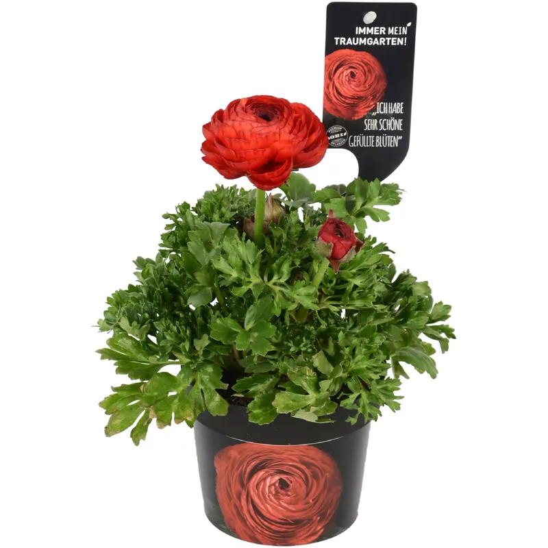 Op = Op Ranuncolo asiatico rosso vaso Ø 12 cm