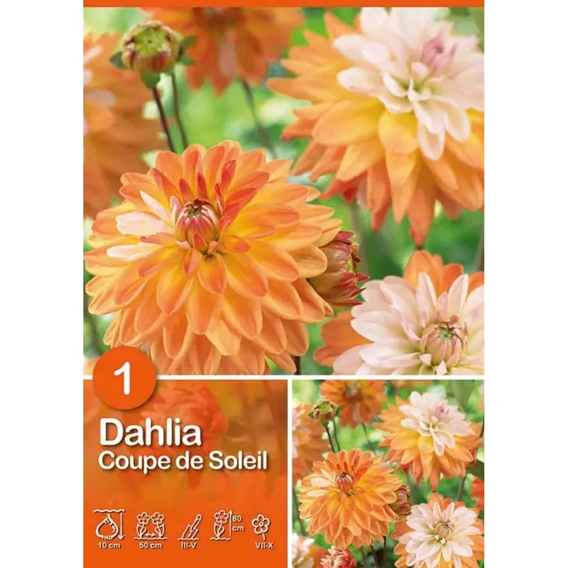 Direct Verzonden Dalia "Coupe de Soleil"