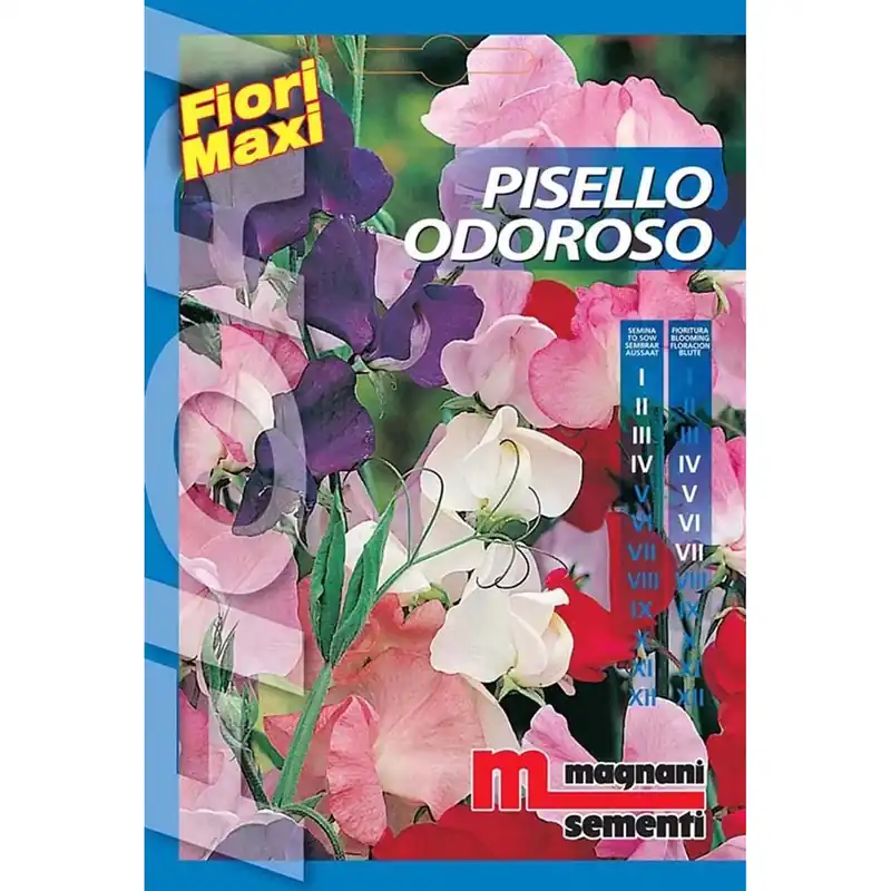 Semi fiori Pisello odoroso Koop Vandaag
