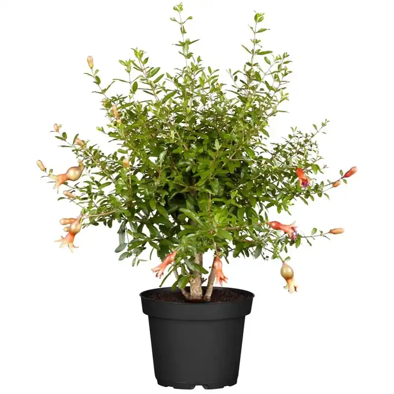 Gecertificeerd Melograno mezzofusto vaso 33 cm