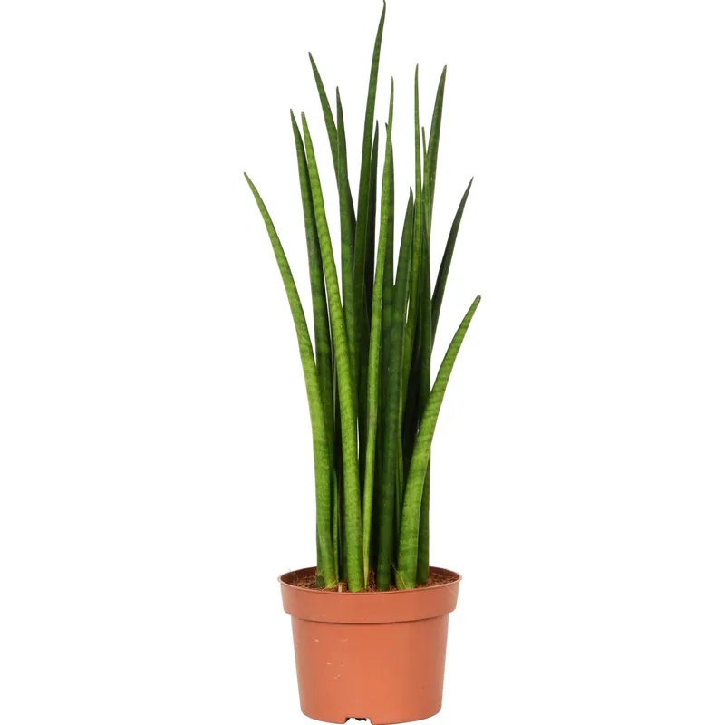 Beste Prijs Sansevieria Bacularis vaso Ø 13 cm