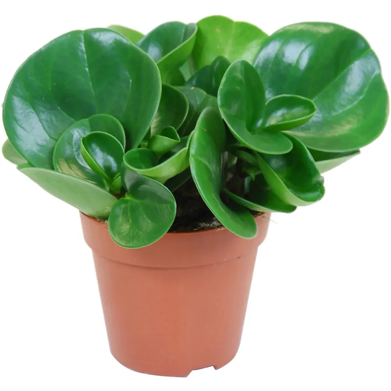 Peperomia pianta decorativa in vaso Ø 12 cm Aanbieding