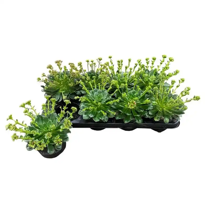 Lewisia Mountain Dreams vaso 13 cm Weekendaanbieding