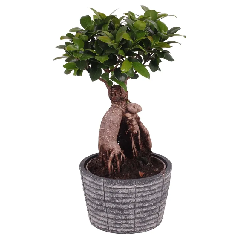 Bonsai Ficus Ginseng in vaso di cemento Ø ca. 17 cm Direct Beschikbaar