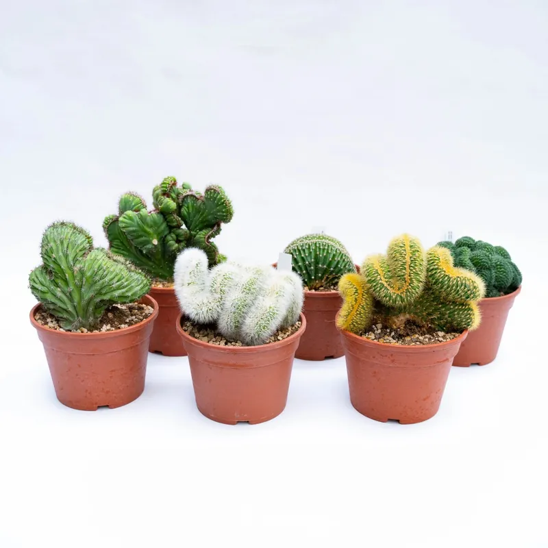 Cactus Crestati piante grasse spinose da collezione vaso 16 cm Favoriet