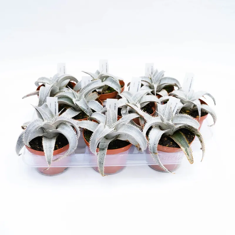 Dyckia marnier-lapostollei coltivata in vaso Ø 12 cm Beperkt Aanbod