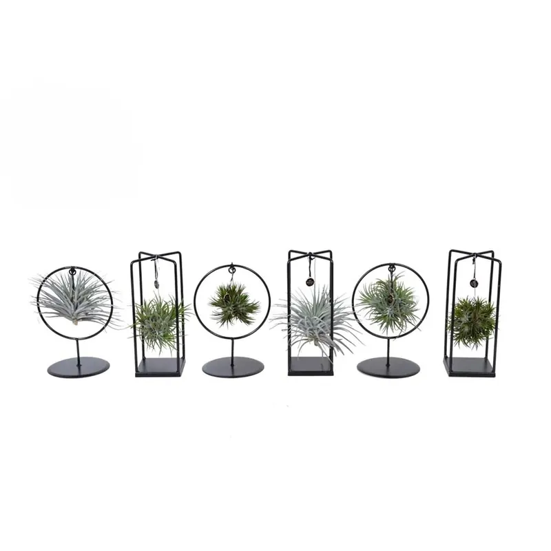 Direct Beschikbaar Tillandsiaionanthadesign Mixs Vaso 15 cm