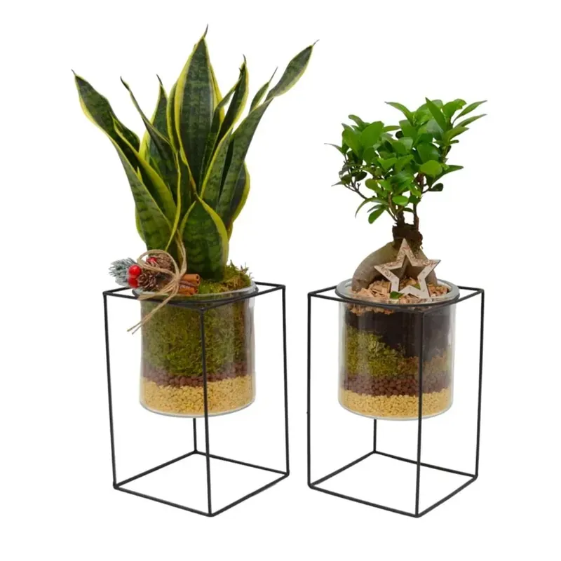 Superprijs Composizione piante sempreverdi design alzata ferro/vetro