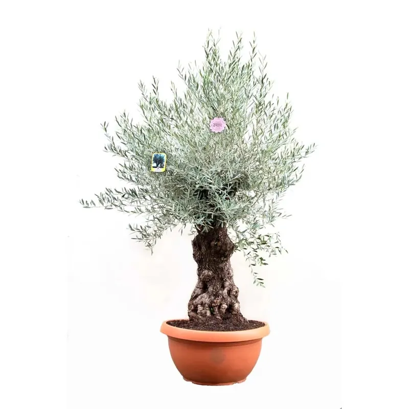 Fabrieksprijs Olea europaea - Olivo