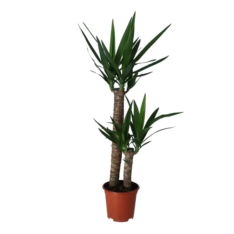 Yucca Elep Hantipes vaso 3 cm Beste Prijs