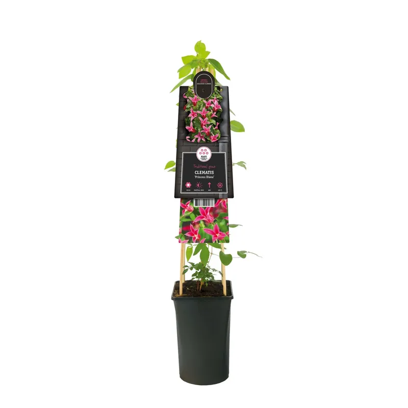 Finale Uitverkoop Clematis Princess Diana H circa 75 cm vaso Ø 17 cm