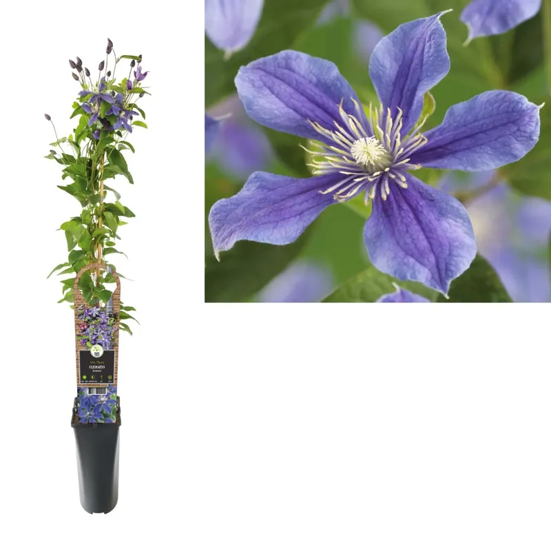 Veilige Betaling Clematis "Arabella" H circa 75 cm vaso Ø 17 cm