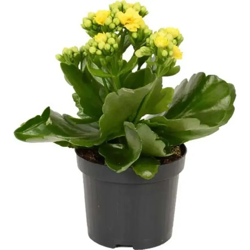Bestel Nu Kalanchoe gialla vaso Ø cm 10,5
